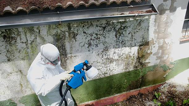 Trusted Commercial Mold Remediation service in Lebanon, OR - Cheap Mold Removal